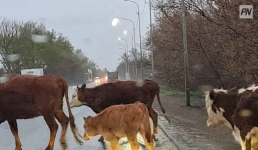 В Павлодарской области накажут скотокрадов
