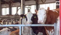 Как в Павлодарской области изменятся правила субсидирования племенного животноводства