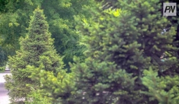 Павлодарские лесники усилят охрану вечнозелёных деревьев