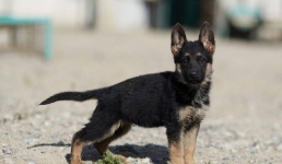 В Нацгвардии выросло число породистых служебных собак