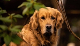 В Аргентине собрали «золотых» питомцев и побили мировой рекорд