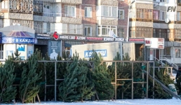 В Павлодарской области усилили охрану хвойных деревьев