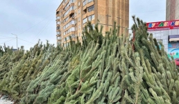 Где павлодарцам купить живой аромат праздника