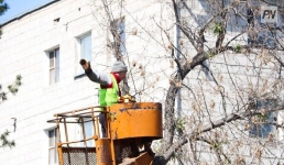 Обрезка деревьев: экологи и власти Экибастуза ищут баланс