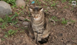 Кошку нашли спустя больше года после урагана