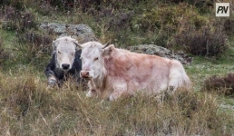 Предприятие Павлодарского района закупило три сотни бурёнок