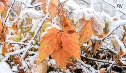 Тёплой ожидается новогодняя ночь в Павлодарской области