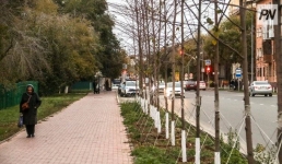 В Павлодаре при обновлении зелёного фонда делают ставку на липы