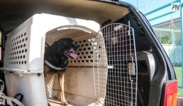 В Павлодаре четвероногие «стражи порядка» помогли раскрыть свыше 200 преступлений