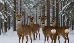 Семейство косуль в «Ертіс орманы» попало в фотоловушки лесников