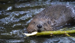 В Швейцарии бобров защитит горячая линия