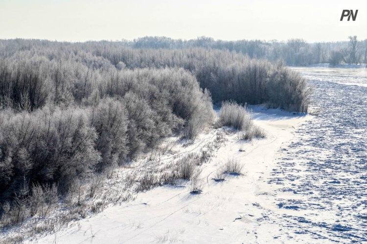 В Павлодарской области применяют снегозадержание для сохранения лесных культур