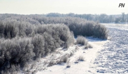 В Павлодарской области применяют снегозадержание для сохранения лесных культур