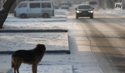 Павлодарцам напомнили правила выгула собак и кошек
