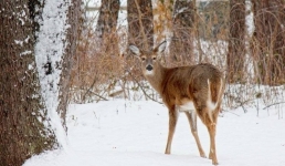 Павлодарские лесники подготовили тонны угощений для диких животных