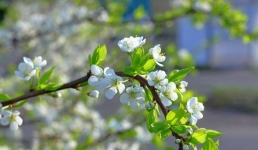 «Таза Қазақстан»: в школах Щербактинского района зацвели фруктовые сады