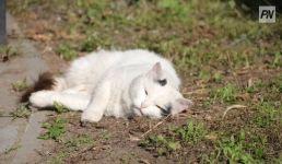 Пропавший кот преодолел 250 км до родного дома во Франции