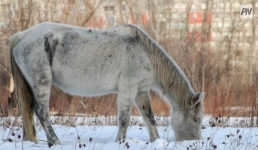 В пригороде Павлодара наказали владельцев бродячего скота