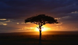 Кенийская активистка побила «древесный» рекорд