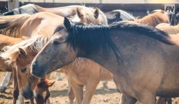 Похищенный со свободного выпаса скот нашли благодаря полицейским Аксу
