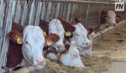 В Павлодарской области пробы на ящур дали отрицательный результат