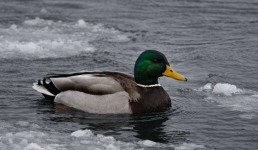 Почему утки остались зимовать в Павлодаре