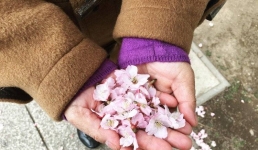 Японские власти отменят ежегодный праздник цветения сакуры