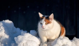 Снег с дождём ожидают в Павлодарской области 10 февраля