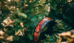 Житель США нашёл кольцо спустя полвека