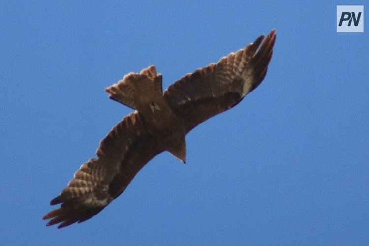 В Павлодарской области пресекли контрабанду краснокнижных птиц