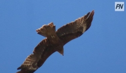 В Павлодарской области пресекли контрабанду краснокнижных птиц