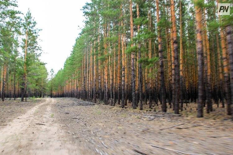 Павлодарским турфирмам предложили вести бизнес в лесном резервате