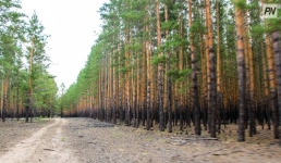 Павлодарским турфирмам предложили вести бизнес в лесном резервате