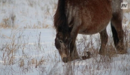 В Железинском районе накормят скот досыта