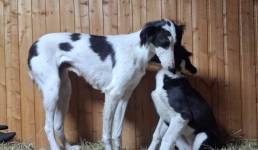 Павлодарские волонтёры беспокоятся за жизнь тазы среди бездомных собак