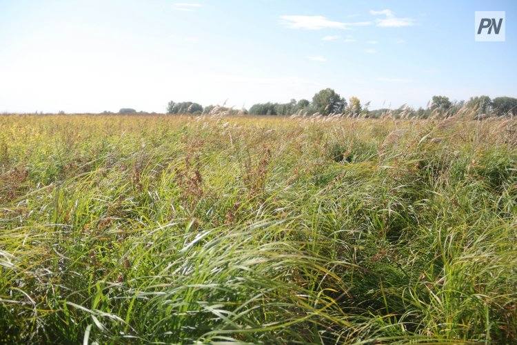 Когда в Павлодарской области урегулируют многолетний земельный спор