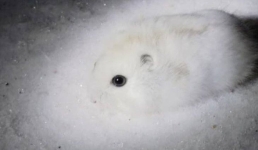 Белоснежный страж степи: джунгарский хомячок показался в павлодарском резервате