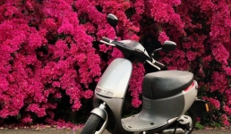 Вечнозелёное экозотическое растение адаптировали павлодарские школьники