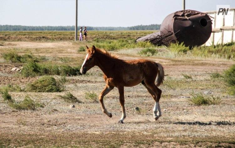 Как иртышские полицейские защищают сельский скот