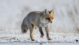 В Павлодарской области встретили грациозную обитательницу леса