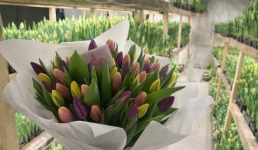 Павлодарец вырастил шесть тысяч тюльпанов у себя дома