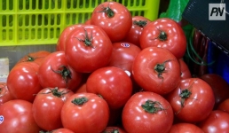 В Китае вывели помидоры с запахом попкорна