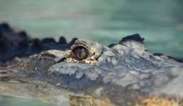 Наводнения на севере Австралии спровоцировали массовый наплыв крокодилов