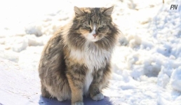 Чек-лист: как взять домашнее животное из приюта