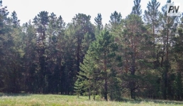 В Павлодарской области лесной резерват готовится к пожароопасному сезону