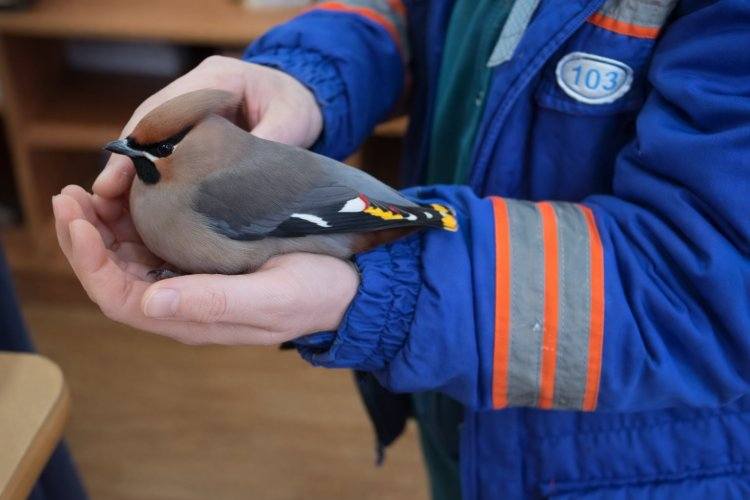 Раненую птицу выходили павлодарские лесники