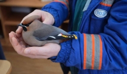 Раненую птицу выходили павлодарские лесники