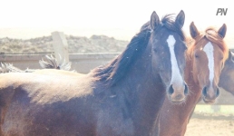 В Павлодаре прокат лошадей возьмут на особый контроль