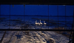 К тёплой весне: в Павлодарскую область прилетели лебеди