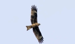 Новые виды птиц и грызунов обнаружили в Павлодарской области